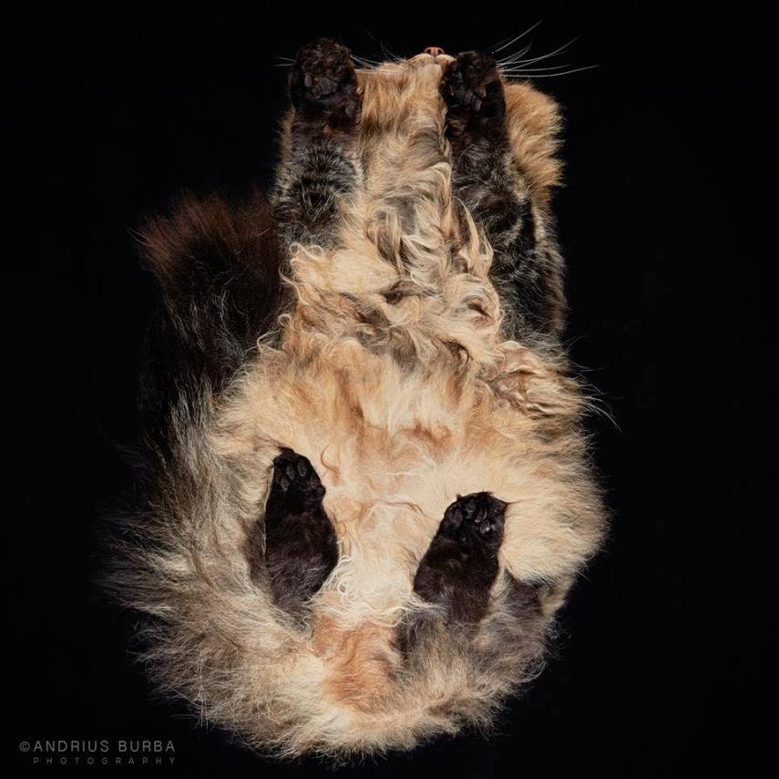 A maior parte dos gatos não fica lá muito feliz quando você tenta virar ele de cabeça para baixo. E como as pautas envolvendo os felinos na internet está quase acabando, o fotógrafo Andrius Burba, da Lituânia, resolveu inovar neste ensaio com os bichanos que ele apelidou de Cats Turnet 180. Em seu estúdio, ele montou uma estrutura com um vidro, onde foi possível posicionar a câmera por baixo dos animais para se ter essa nova visão, onde ele mesmo justifica que causa 