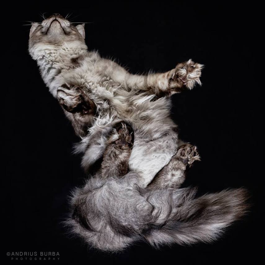 A maior parte dos gatos não fica lá muito feliz quando você tenta virar ele de cabeça para baixo. E como as pautas envolvendo os felinos na internet está quase acabando, o fotógrafo Andrius Burba, da Lituânia, resolveu inovar neste ensaio com os bichanos que ele apelidou de Cats Turnet 180. Em seu estúdio, ele montou uma estrutura com um vidro, onde foi possível posicionar a câmera por baixo dos animais para se ter essa nova visão, onde ele mesmo justifica que causa 