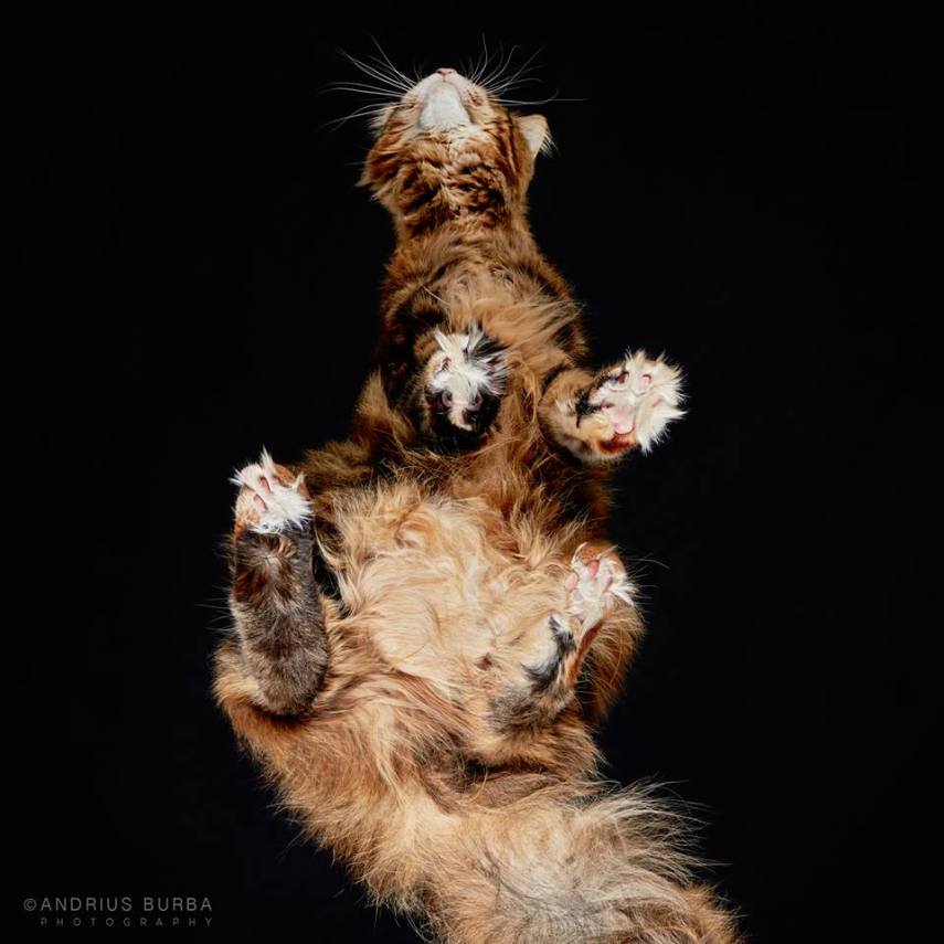A maior parte dos gatos não fica lá muito feliz quando você tenta virar ele de cabeça para baixo. E como as pautas envolvendo os felinos na internet está quase acabando, o fotógrafo Andrius Burba, da Lituânia, resolveu inovar neste ensaio com os bichanos que ele apelidou de Cats Turnet 180. Em seu estúdio, ele montou uma estrutura com um vidro, onde foi possível posicionar a câmera por baixo dos animais para se ter essa nova visão, onde ele mesmo justifica que causa 