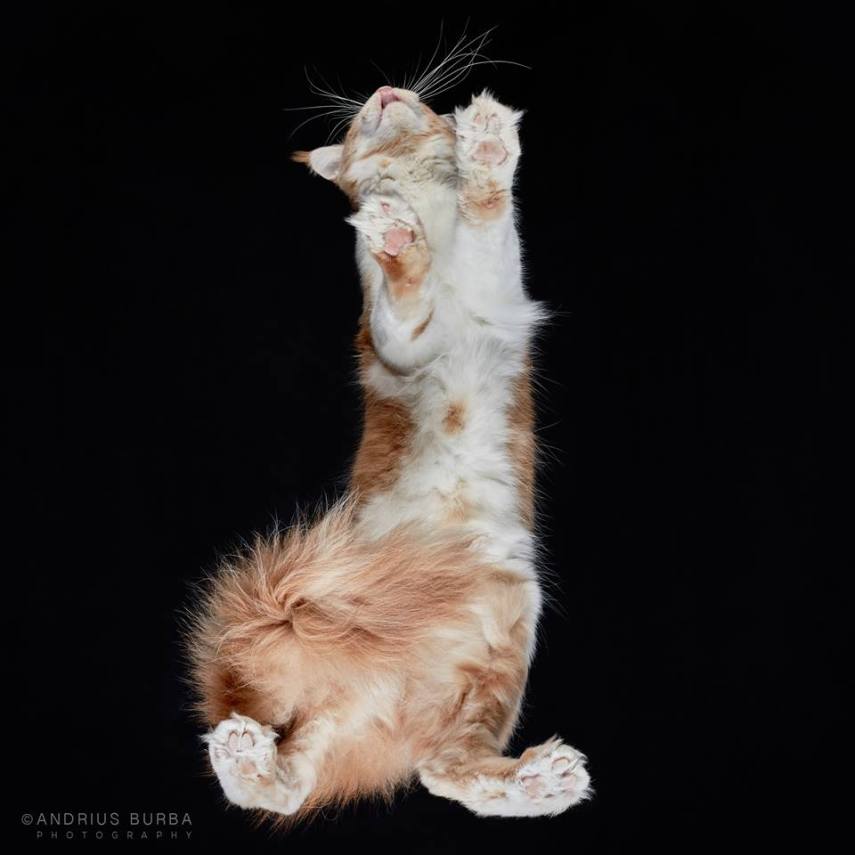 A maior parte dos gatos não fica lá muito feliz quando você tenta virar ele de cabeça para baixo. E como as pautas envolvendo os felinos na internet está quase acabando, o fotógrafo Andrius Burba, da Lituânia, resolveu inovar neste ensaio com os bichanos que ele apelidou de Cats Turnet 180. Em seu estúdio, ele montou uma estrutura com um vidro, onde foi possível posicionar a câmera por baixo dos animais para se ter essa nova visão, onde ele mesmo justifica que causa 