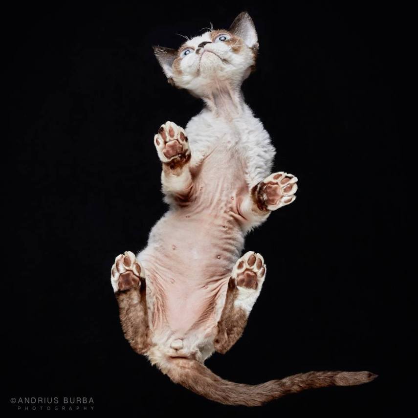 A maior parte dos gatos não fica lá muito feliz quando você tenta virar ele de cabeça para baixo. E como as pautas envolvendo os felinos na internet está quase acabando, o fotógrafo Andrius Burba, da Lituânia, resolveu inovar neste ensaio com os bichanos que ele apelidou de Cats Turnet 180. Em seu estúdio, ele montou uma estrutura com um vidro, onde foi possível posicionar a câmera por baixo dos animais para se ter essa nova visão, onde ele mesmo justifica que causa 