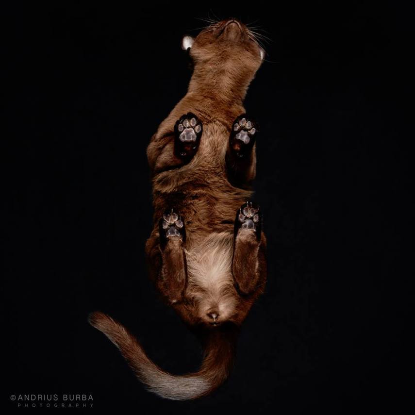 A maior parte dos gatos não fica lá muito feliz quando você tenta virar ele de cabeça para baixo. E como as pautas envolvendo os felinos na internet está quase acabando, o fotógrafo Andrius Burba, da Lituânia, resolveu inovar neste ensaio com os bichanos que ele apelidou de Cats Turnet 180. Em seu estúdio, ele montou uma estrutura com um vidro, onde foi possível posicionar a câmera por baixo dos animais para se ter essa nova visão, onde ele mesmo justifica que causa 