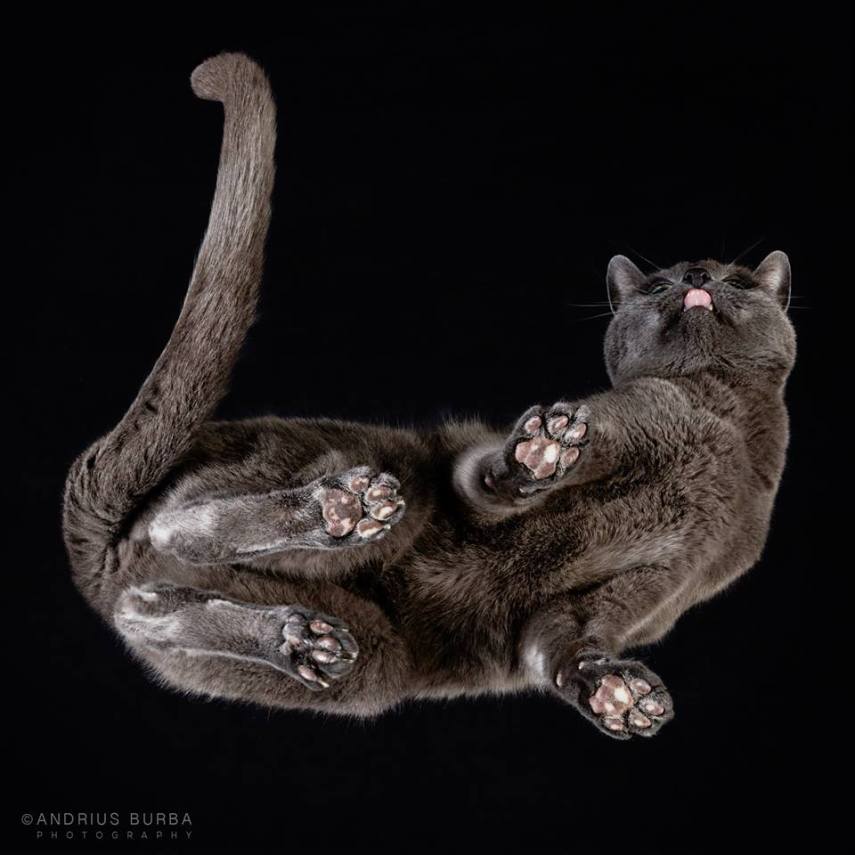 A maior parte dos gatos não fica lá muito feliz quando você tenta virar ele de cabeça para baixo. E como as pautas envolvendo os felinos na internet está quase acabando, o fotógrafo Andrius Burba, da Lituânia, resolveu inovar neste ensaio com os bichanos que ele apelidou de Cats Turnet 180. Em seu estúdio, ele montou uma estrutura com um vidro, onde foi possível posicionar a câmera por baixo dos animais para se ter essa nova visão, onde ele mesmo justifica que causa 