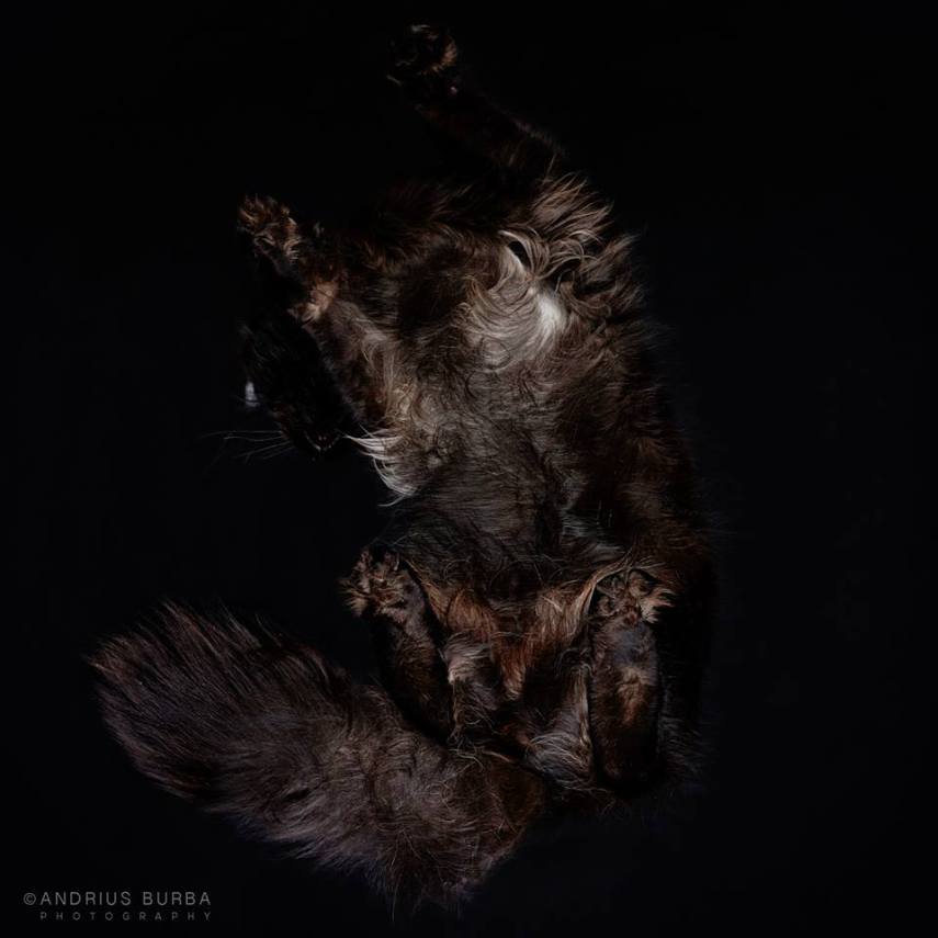 A maior parte dos gatos não fica lá muito feliz quando você tenta virar ele de cabeça para baixo. E como as pautas envolvendo os felinos na internet está quase acabando, o fotógrafo Andrius Burba, da Lituânia, resolveu inovar neste ensaio com os bichanos que ele apelidou de Cats Turnet 180. Em seu estúdio, ele montou uma estrutura com um vidro, onde foi possível posicionar a câmera por baixo dos animais para se ter essa nova visão, onde ele mesmo justifica que causa 