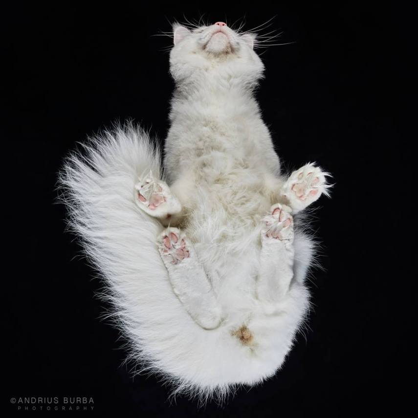 A maior parte dos gatos não fica lá muito feliz quando você tenta virar ele de cabeça para baixo. E como as pautas envolvendo os felinos na internet está quase acabando, o fotógrafo Andrius Burba, da Lituânia, resolveu inovar neste ensaio com os bichanos que ele apelidou de Cats Turnet 180. Em seu estúdio, ele montou uma estrutura com um vidro, onde foi possível posicionar a câmera por baixo dos animais para se ter essa nova visão, onde ele mesmo justifica que causa 