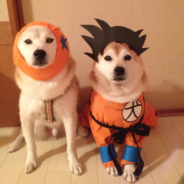 Claro. Não foram os cães que fizeram suas fantasias, mas este casal de Shiba Inu pode ser considerado um fenômeno do cosplay. Essa duplinha mora em Yokohama, no Japão, e seu dono, o usuário do Twitter C_Suzuki, posta várias fotos deles com as mais diversas fantasias.