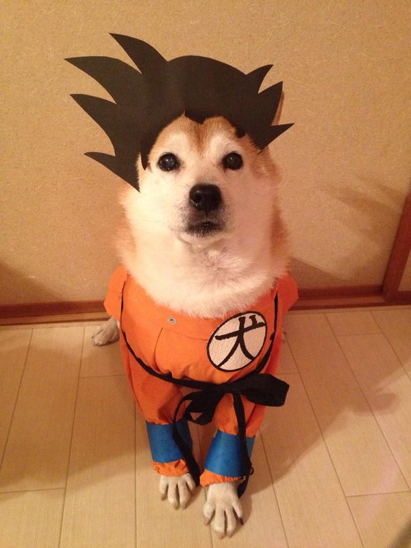 Claro. Não foram os cães que fizeram suas fantasias, mas este casal de Shiba Inu pode ser considerado um fenômeno do cosplay. Essa duplinha mora em Yokohama, no Japão, e seu dono, o usuário do Twitter C_Suzuki, posta várias fotos deles com as mais diversas fantasias.