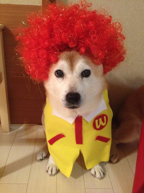 Claro. Não foram os cães que fizeram suas fantasias, mas este casal de Shiba Inu pode ser considerado um fenômeno do cosplay. Essa duplinha mora em Yokohama, no Japão, e seu dono, o usuário do Twitter C_Suzuki, posta várias fotos deles com as mais diversas fantasias.