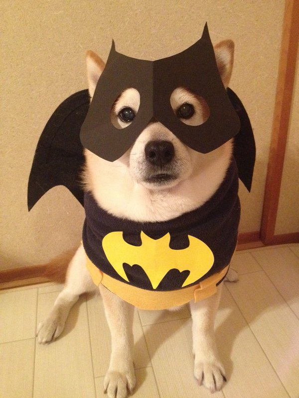 Claro. Não foram os cães que fizeram suas fantasias, mas este casal de Shiba Inu pode ser considerado um fenômeno do cosplay. Essa duplinha mora em Yokohama, no Japão, e seu dono, o usuário do Twitter C_Suzuki, posta várias fotos deles com as mais diversas fantasias.