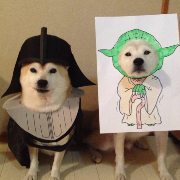 Claro. Não foram os cães que fizeram suas fantasias, mas este casal de Shiba Inu pode ser considerado um fenômeno do cosplay. Essa duplinha mora em Yokohama, no Japão, e seu dono, o usuário do Twitter C_Suzuki, posta várias fotos deles com as mais diversas fantasias.