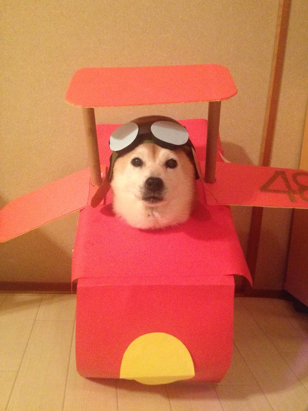 Claro. Não foram os cães que fizeram suas fantasias, mas este casal de Shiba Inu pode ser considerado um fenômeno do cosplay. Essa duplinha mora em Yokohama, no Japão, e seu dono, o usuário do Twitter C_Suzuki, posta várias fotos deles com as mais diversas fantasias.