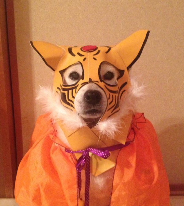 Claro. Não foram os cães que fizeram suas fantasias, mas este casal de Shiba Inu pode ser considerado um fenômeno do cosplay. Essa duplinha mora em Yokohama, no Japão, e seu dono, o usuário do Twitter C_Suzuki, posta várias fotos deles com as mais diversas fantasias.