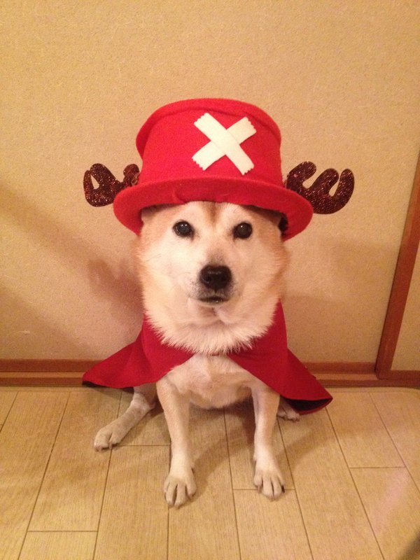 Claro. Não foram os cães que fizeram suas fantasias, mas este casal de Shiba Inu pode ser considerado um fenômeno do cosplay. Essa duplinha mora em Yokohama, no Japão, e seu dono, o usuário do Twitter C_Suzuki, posta várias fotos deles com as mais diversas fantasias.
