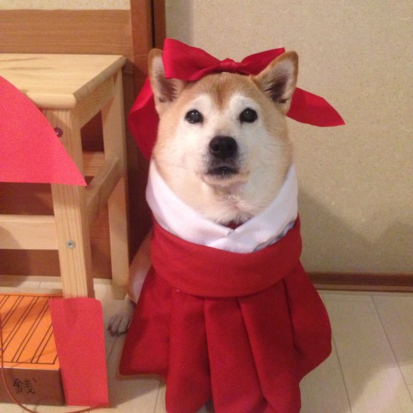 Claro. Não foram os cães que fizeram suas fantasias, mas este casal de Shiba Inu pode ser considerado um fenômeno do cosplay. Essa duplinha mora em Yokohama, no Japão, e seu dono, o usuário do Twitter C_Suzuki, posta várias fotos deles com as mais diversas fantasias.