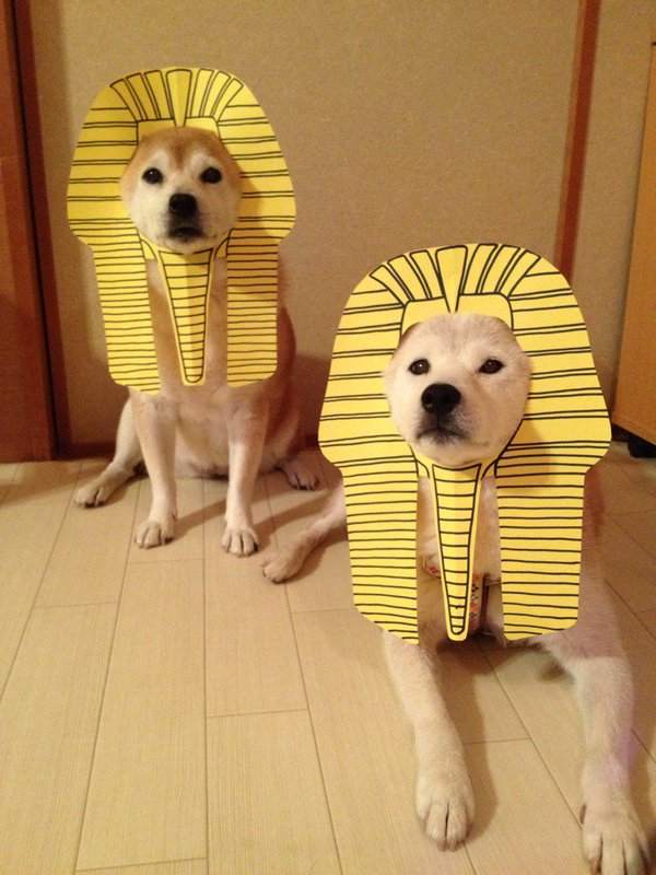 Claro. Não foram os cães que fizeram suas fantasias, mas este casal de Shiba Inu pode ser considerado um fenômeno do cosplay. Essa duplinha mora em Yokohama, no Japão, e seu dono, o usuário do Twitter C_Suzuki, posta várias fotos deles com as mais diversas fantasias.