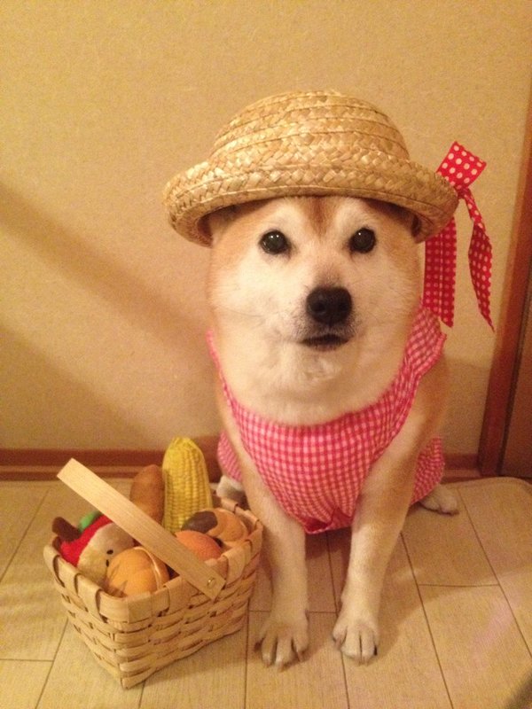 Claro. Não foram os cães que fizeram suas fantasias, mas este casal de Shiba Inu pode ser considerado um fenômeno do cosplay. Essa duplinha mora em Yokohama, no Japão, e seu dono, o usuário do Twitter C_Suzuki, posta várias fotos deles com as mais diversas fantasias.