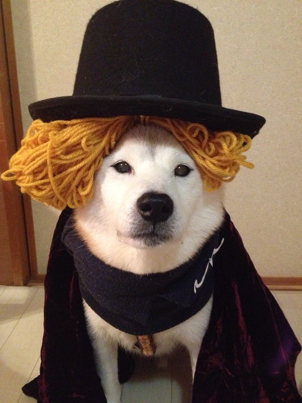 Claro. Não foram os cães que fizeram suas fantasias, mas este casal de Shiba Inu pode ser considerado um fenômeno do cosplay. Essa duplinha mora em Yokohama, no Japão, e seu dono, o usuário do Twitter C_Suzuki, posta várias fotos deles com as mais diversas fantasias.