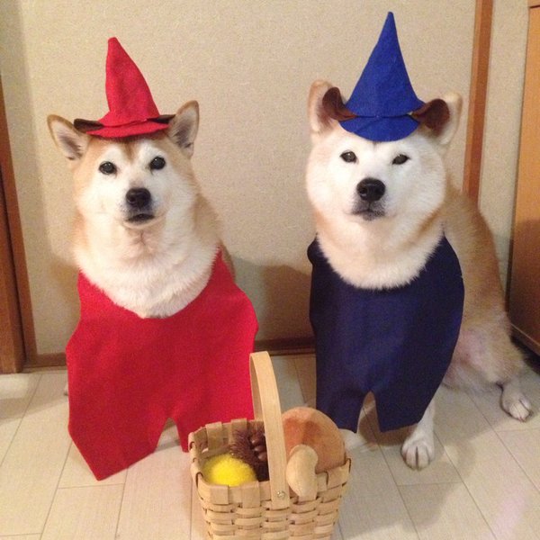 Claro. Não foram os cães que fizeram suas fantasias, mas este casal de Shiba Inu pode ser considerado um fenômeno do cosplay. Essa duplinha mora em Yokohama, no Japão, e seu dono, o usuário do Twitter C_Suzuki, posta várias fotos deles com as mais diversas fantasias.