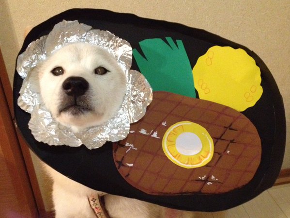 Claro. Não foram os cães que fizeram suas fantasias, mas este casal de Shiba Inu pode ser considerado um fenômeno do cosplay. Essa duplinha mora em Yokohama, no Japão, e seu dono, o usuário do Twitter C_Suzuki, posta várias fotos deles com as mais diversas fantasias.
