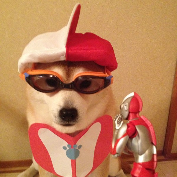 Claro. Não foram os cães que fizeram suas fantasias, mas este casal de Shiba Inu pode ser considerado um fenômeno do cosplay. Essa duplinha mora em Yokohama, no Japão, e seu dono, o usuário do Twitter C_Suzuki, posta várias fotos deles com as mais diversas fantasias.