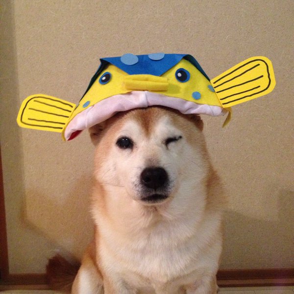 Claro. Não foram os cães que fizeram suas fantasias, mas este casal de Shiba Inu pode ser considerado um fenômeno do cosplay. Essa duplinha mora em Yokohama, no Japão, e seu dono, o usuário do Twitter C_Suzuki, posta várias fotos deles com as mais diversas fantasias.