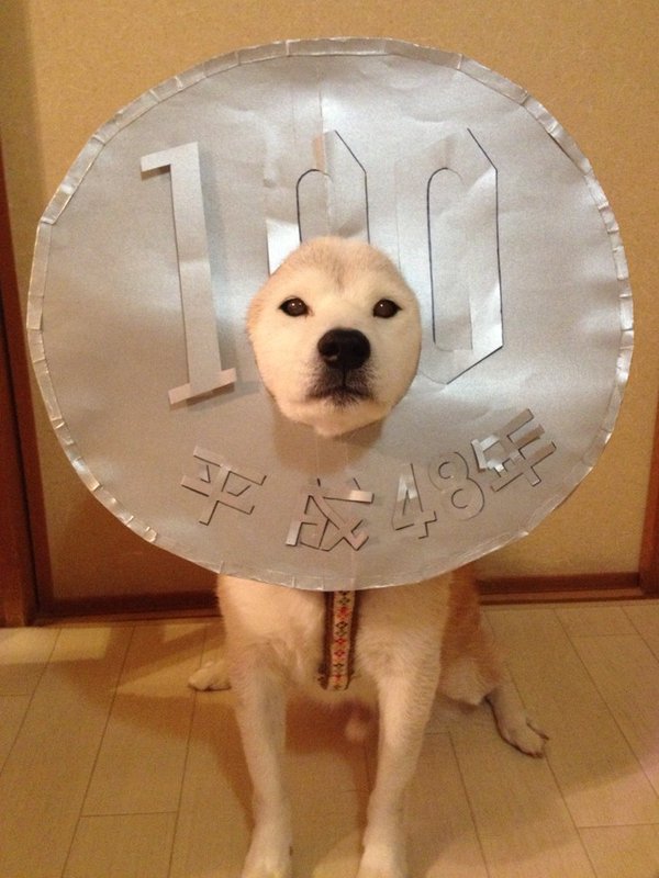 Claro. Não foram os cães que fizeram suas fantasias, mas este casal de Shiba Inu pode ser considerado um fenômeno do cosplay. Essa duplinha mora em Yokohama, no Japão, e seu dono, o usuário do Twitter C_Suzuki, posta várias fotos deles com as mais diversas fantasias.