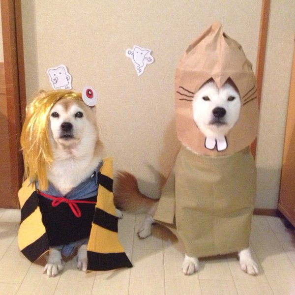 Claro. Não foram os cães que fizeram suas fantasias, mas este casal de Shiba Inu pode ser considerado um fenômeno do cosplay. Essa duplinha mora em Yokohama, no Japão, e seu dono, o usuário do Twitter C_Suzuki, posta várias fotos deles com as mais diversas fantasias.