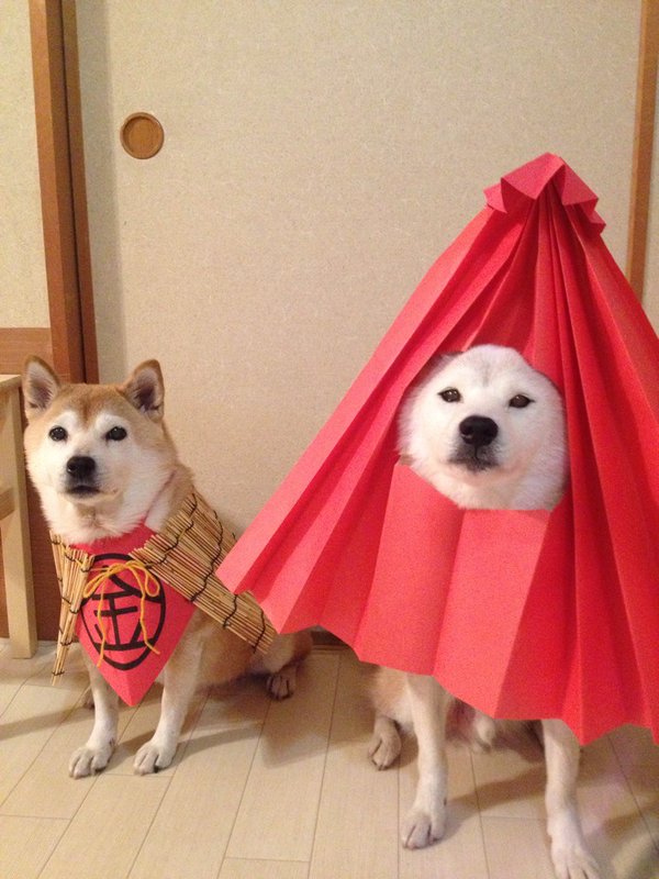 Claro. Não foram os cães que fizeram suas fantasias, mas este casal de Shiba Inu pode ser considerado um fenômeno do cosplay. Essa duplinha mora em Yokohama, no Japão, e seu dono, o usuário do Twitter C_Suzuki, posta várias fotos deles com as mais diversas fantasias.