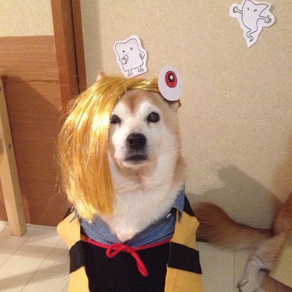 Claro. Não foram os cães que fizeram suas fantasias, mas este casal de Shiba Inu pode ser considerado um fenômeno do cosplay. Essa duplinha mora em Yokohama, no Japão, e seu dono, o usuário do Twitter C_Suzuki, posta várias fotos deles com as mais diversas fantasias.