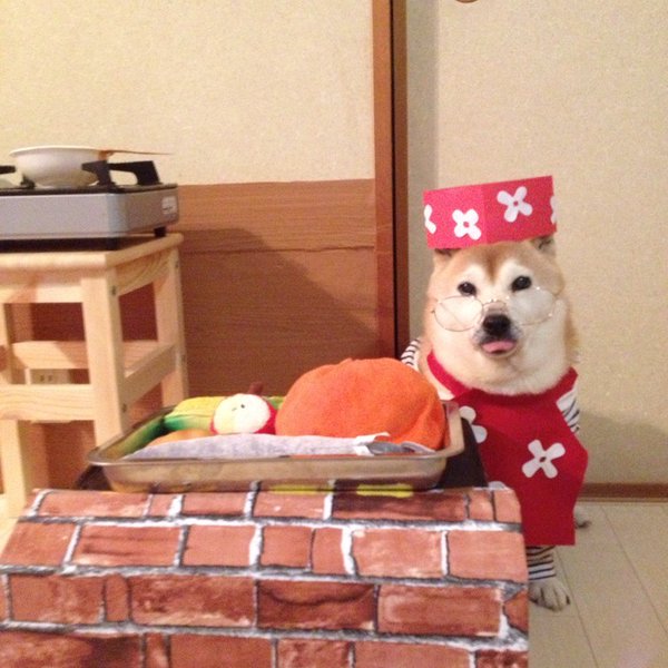 Claro. Não foram os cães que fizeram suas fantasias, mas este casal de Shiba Inu pode ser considerado um fenômeno do cosplay. Essa duplinha mora em Yokohama, no Japão, e seu dono, o usuário do Twitter C_Suzuki, posta várias fotos deles com as mais diversas fantasias.