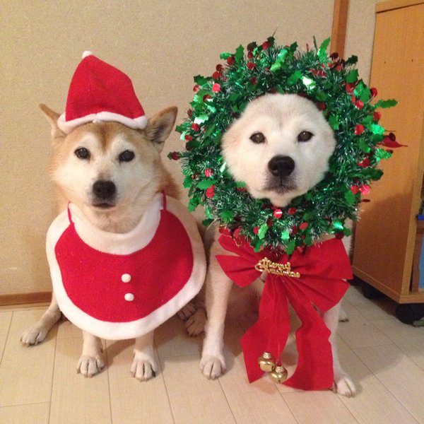 Claro. Não foram os cães que fizeram suas fantasias, mas este casal de Shiba Inu pode ser considerado um fenômeno do cosplay. Essa duplinha mora em Yokohama, no Japão, e seu dono, o usuário do Twitter C_Suzuki, posta várias fotos deles com as mais diversas fantasias.