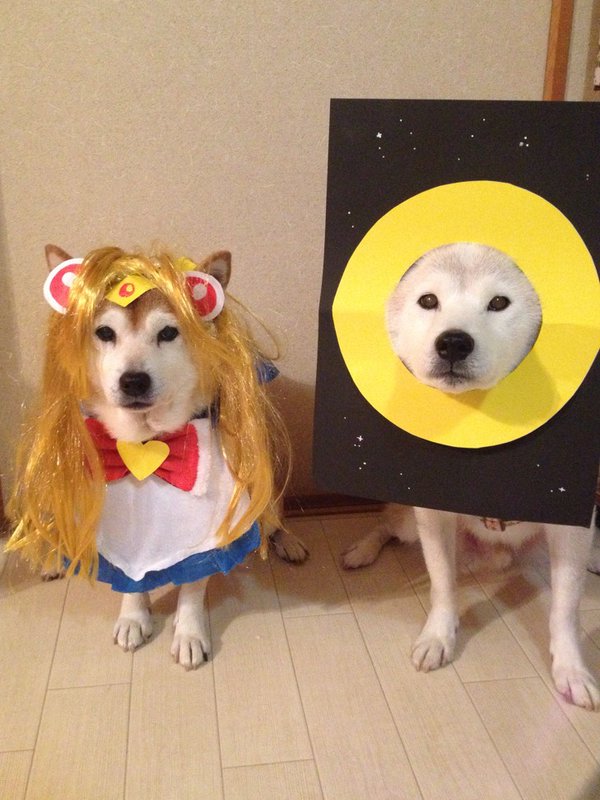 Claro. Não foram os cães que fizeram suas fantasias, mas este casal de Shiba Inu pode ser considerado um fenômeno do cosplay. Essa duplinha mora em Yokohama, no Japão, e seu dono, o usuário do Twitter C_Suzuki, posta várias fotos deles com as mais diversas fantasias.