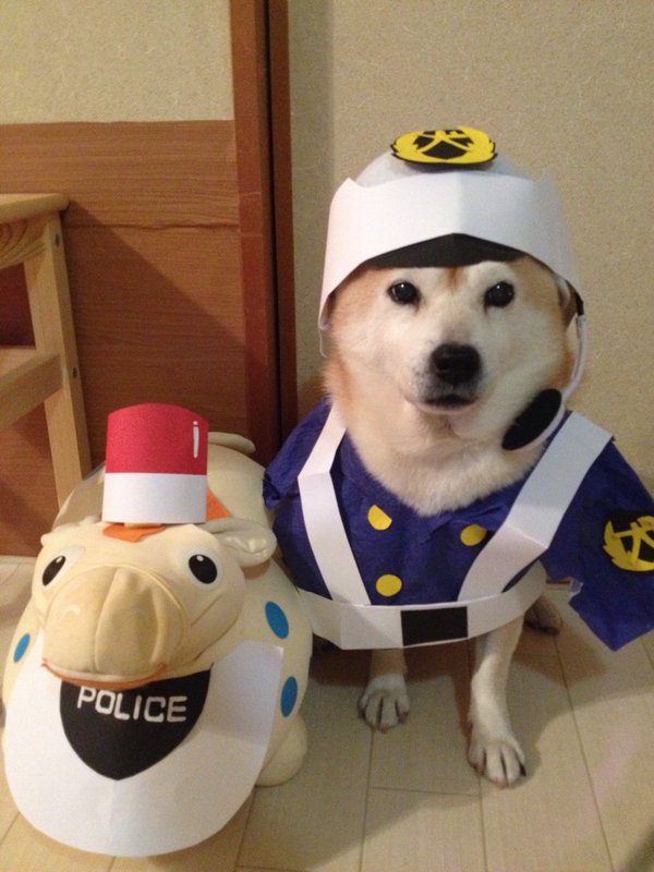 Claro. Não foram os cães que fizeram suas fantasias, mas este casal de Shiba Inu pode ser considerado um fenômeno do cosplay. Essa duplinha mora em Yokohama, no Japão, e seu dono, o usuário do Twitter C_Suzuki, posta várias fotos deles com as mais diversas fantasias.
