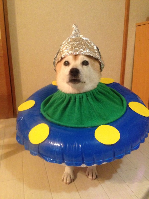 Claro. Não foram os cães que fizeram suas fantasias, mas este casal de Shiba Inu pode ser considerado um fenômeno do cosplay. Essa duplinha mora em Yokohama, no Japão, e seu dono, o usuário do Twitter C_Suzuki, posta várias fotos deles com as mais diversas fantasias.