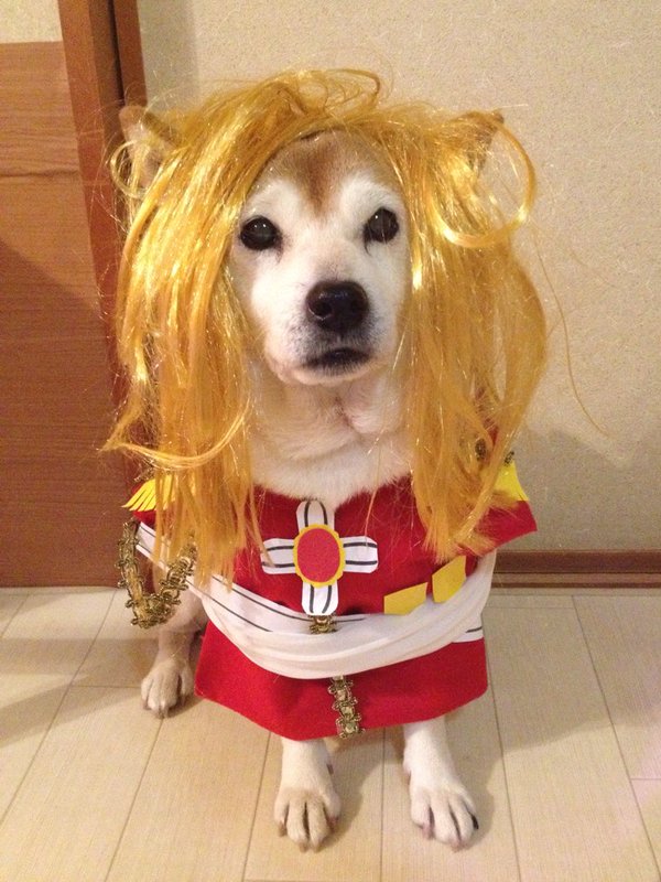 Claro. Não foram os cães que fizeram suas fantasias, mas este casal de Shiba Inu pode ser considerado um fenômeno do cosplay. Essa duplinha mora em Yokohama, no Japão, e seu dono, o usuário do Twitter C_Suzuki, posta várias fotos deles com as mais diversas fantasias.