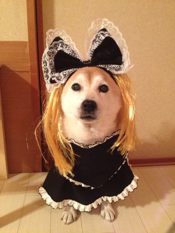 Claro. Não foram os cães que fizeram suas fantasias, mas este casal de Shiba Inu pode ser considerado um fenômeno do cosplay. Essa duplinha mora em Yokohama, no Japão, e seu dono, o usuário do Twitter C_Suzuki, posta várias fotos deles com as mais diversas fantasias.