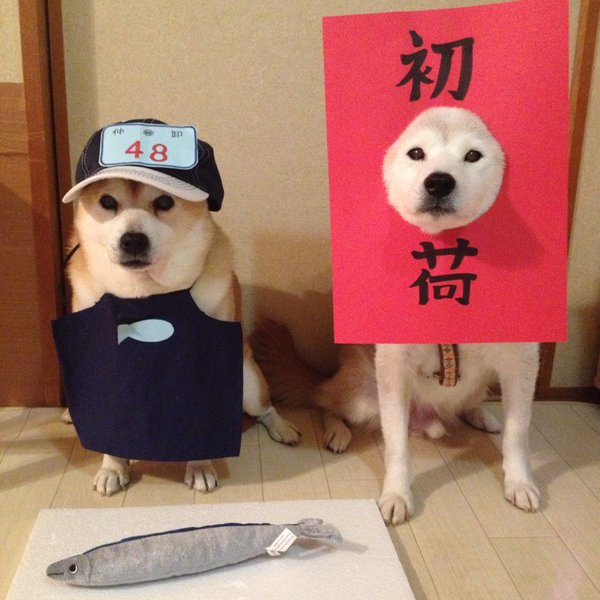 Claro. Não foram os cães que fizeram suas fantasias, mas este casal de Shiba Inu pode ser considerado um fenômeno do cosplay. Essa duplinha mora em Yokohama, no Japão, e seu dono, o usuário do Twitter C_Suzuki, posta várias fotos deles com as mais diversas fantasias.