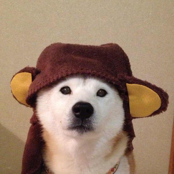 Claro. Não foram os cães que fizeram suas fantasias, mas este casal de Shiba Inu pode ser considerado um fenômeno do cosplay. Essa duplinha mora em Yokohama, no Japão, e seu dono, o usuário do Twitter C_Suzuki, posta várias fotos deles com as mais diversas fantasias.