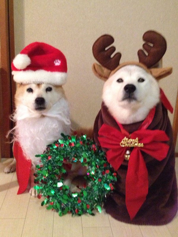 Claro. Não foram os cães que fizeram suas fantasias, mas este casal de Shiba Inu pode ser considerado um fenômeno do cosplay. Essa duplinha mora em Yokohama, no Japão, e seu dono, o usuário do Twitter C_Suzuki, posta várias fotos deles com as mais diversas fantasias.