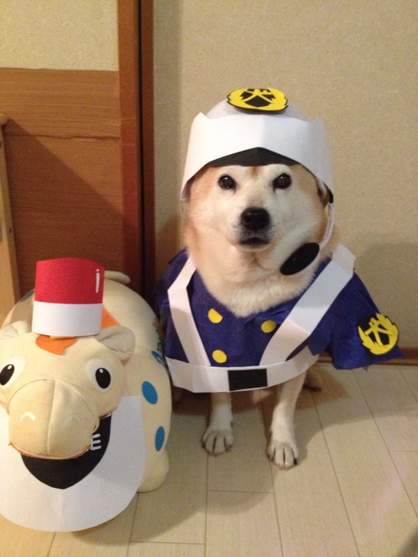 Claro. Não foram os cães que fizeram suas fantasias, mas este casal de Shiba Inu pode ser considerado um fenômeno do cosplay. Essa duplinha mora em Yokohama, no Japão, e seu dono, o usuário do Twitter C_Suzuki, posta várias fotos deles com as mais diversas fantasias.