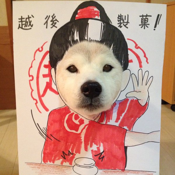 Claro. Não foram os cães que fizeram suas fantasias, mas este casal de Shiba Inu pode ser considerado um fenômeno do cosplay. Essa duplinha mora em Yokohama, no Japão, e seu dono, o usuário do Twitter C_Suzuki, posta várias fotos deles com as mais diversas fantasias.