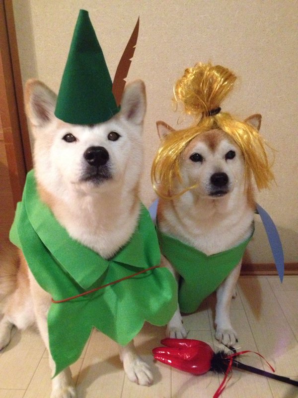 Claro. Não foram os cães que fizeram suas fantasias, mas este casal de Shiba Inu pode ser considerado um fenômeno do cosplay. Essa duplinha mora em Yokohama, no Japão, e seu dono, o usuário do Twitter C_Suzuki, posta várias fotos deles com as mais diversas fantasias.