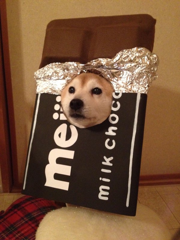 Claro. Não foram os cães que fizeram suas fantasias, mas este casal de Shiba Inu pode ser considerado um fenômeno do cosplay. Essa duplinha mora em Yokohama, no Japão, e seu dono, o usuário do Twitter C_Suzuki, posta várias fotos deles com as mais diversas fantasias.