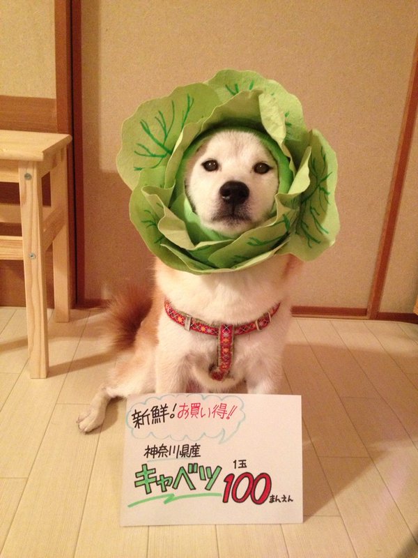 Claro. Não foram os cães que fizeram suas fantasias, mas este casal de Shiba Inu pode ser considerado um fenômeno do cosplay. Essa duplinha mora em Yokohama, no Japão, e seu dono, o usuário do Twitter C_Suzuki, posta várias fotos deles com as mais diversas fantasias.