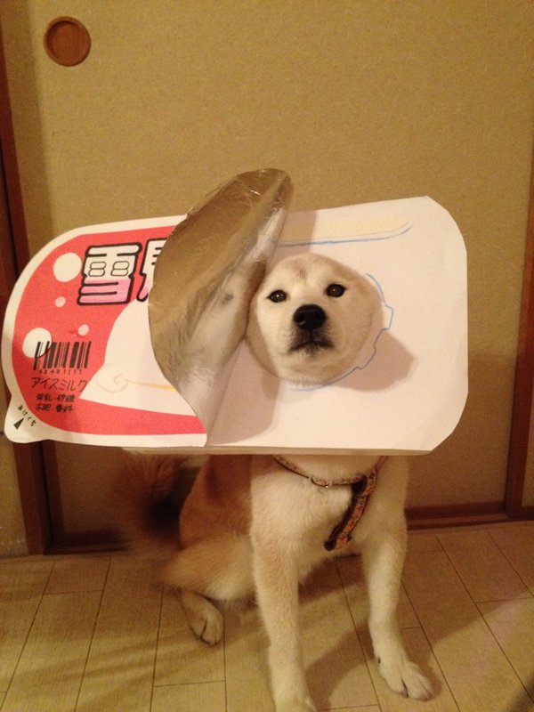 Claro. Não foram os cães que fizeram suas fantasias, mas este casal de Shiba Inu pode ser considerado um fenômeno do cosplay. Essa duplinha mora em Yokohama, no Japão, e seu dono, o usuário do Twitter C_Suzuki, posta várias fotos deles com as mais diversas fantasias.