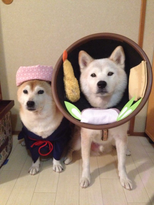 Claro. Não foram os cães que fizeram suas fantasias, mas este casal de Shiba Inu pode ser considerado um fenômeno do cosplay. Essa duplinha mora em Yokohama, no Japão, e seu dono, o usuário do Twitter C_Suzuki, posta várias fotos deles com as mais diversas fantasias.