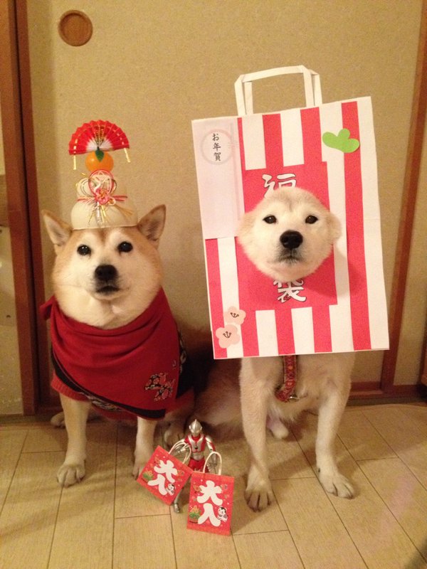 Claro. Não foram os cães que fizeram suas fantasias, mas este casal de Shiba Inu pode ser considerado um fenômeno do cosplay. Essa duplinha mora em Yokohama, no Japão, e seu dono, o usuário do Twitter C_Suzuki, posta várias fotos deles com as mais diversas fantasias.