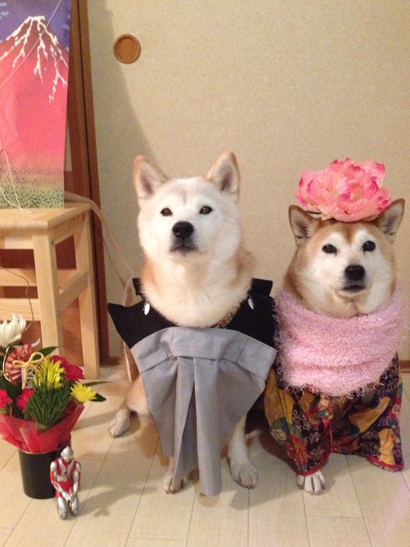 Claro. Não foram os cães que fizeram suas fantasias, mas este casal de Shiba Inu pode ser considerado um fenômeno do cosplay. Essa duplinha mora em Yokohama, no Japão, e seu dono, o usuário do Twitter C_Suzuki, posta várias fotos deles com as mais diversas fantasias.