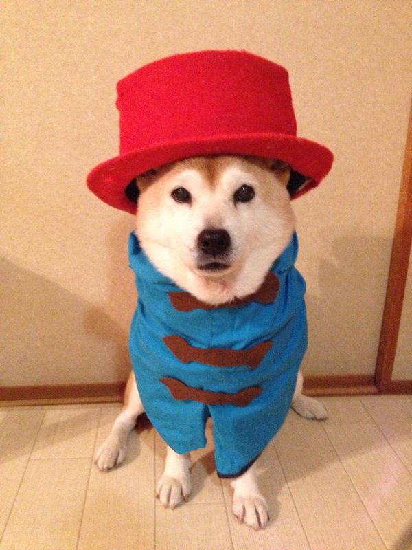 Claro. Não foram os cães que fizeram suas fantasias, mas este casal de Shiba Inu pode ser considerado um fenômeno do cosplay. Essa duplinha mora em Yokohama, no Japão, e seu dono, o usuário do Twitter C_Suzuki, posta várias fotos deles com as mais diversas fantasias.