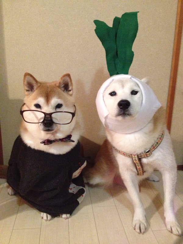 Claro. Não foram os cães que fizeram suas fantasias, mas este casal de Shiba Inu pode ser considerado um fenômeno do cosplay. Essa duplinha mora em Yokohama, no Japão, e seu dono, o usuário do Twitter C_Suzuki, posta várias fotos deles com as mais diversas fantasias.